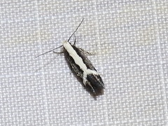 Aroga camptogramma