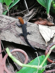 Gonatodes albogularis