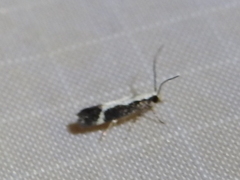 Aroga camptogramma