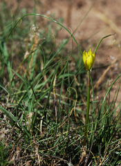 Zephyranthes longifolia