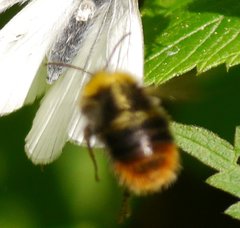 Bombus pratorum
