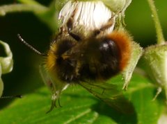 Bombus pratorum