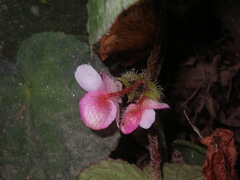 Begonia bonii