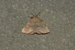 Macrochilo litophora