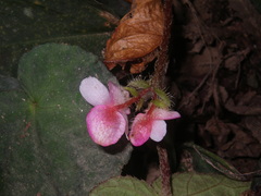 Begonia bonii