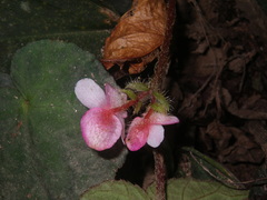 Begonia bonii