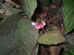 Begonia bonii