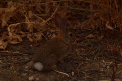 Sylvilagus audubonii