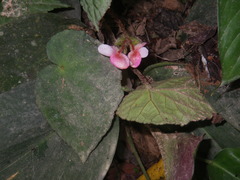 Begonia bonii