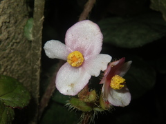 Begonia bonii