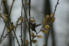 Sephanoides sephaniodes