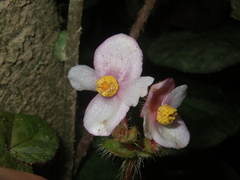 Begonia bonii