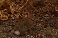 Sylvilagus audubonii