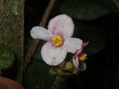 Begonia bonii
