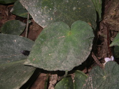 Begonia bonii