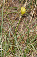 Zephyranthes longifolia