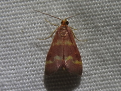 Pyrausta signatalis