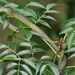 Cobra-Verde-Das-Árvores - Photo (c) David Midgley, alguns direitos reservados (CC BY-NC-ND)