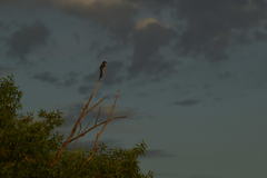 Aphelocoma californica