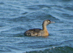 Poliocephalus rufopectus