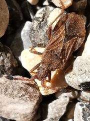 Strobilotoma typhaecornis