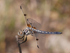 Libellula composita