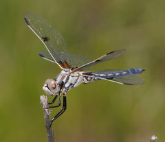 Libellula composita