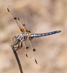 Libellula composita
