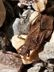Strobilotoma typhaecornis