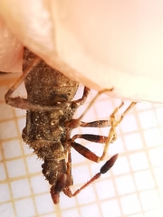 Strobilotoma typhaecornis