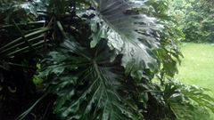 Philodendreae