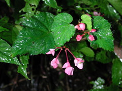 Begonia alveolata