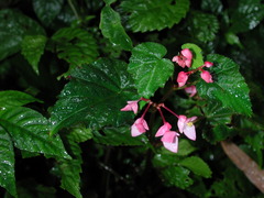 Begonia alveolata