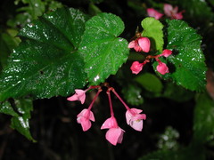 Begonia alveolata