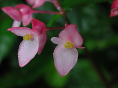Begonia alveolata