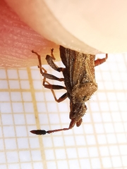 Strobilotoma typhaecornis