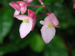 Begonia alveolata