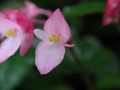 Begonia alveolata