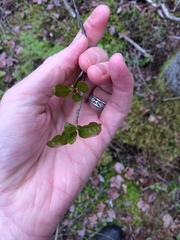 Viburnum cassinoides
