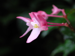 Begonia alveolata