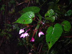 Begonia alveolata