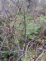 Viburnum cassinoides