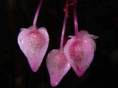 Begonia alveolata