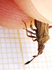 Strobilotoma typhaecornis