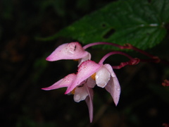 Begonia alveolata
