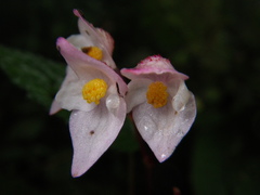 Begonia alveolata