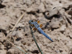 Libellula composita