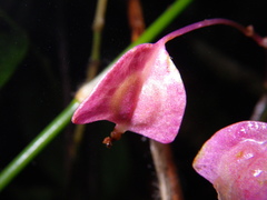 Begonia alveolata