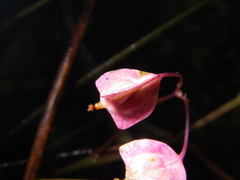 Begonia alveolata