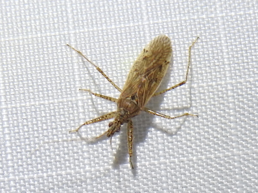 Nabis roseipennis